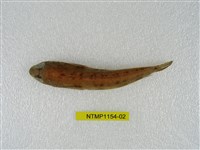 藏品(六橫斑擬鱸)的圖片